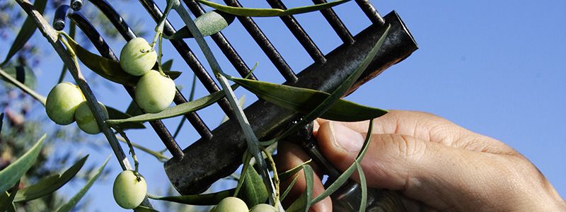 Skördning av oliver i Spanien.
